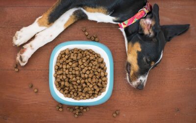 Pourquoi mon chien ne mange plus ses croquettes ?